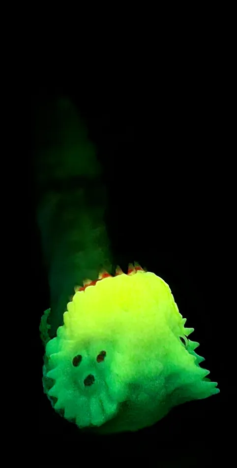 FLOP Small Tallfangs Maw GITDUV Soft silicone TM461 From The Edge Toys Male Sex Toys